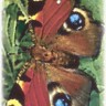 Power Animal Tarot
