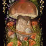 Midnight Magic: A Tarot Deck of Mushrooms