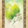 Celtic Tree Oracle